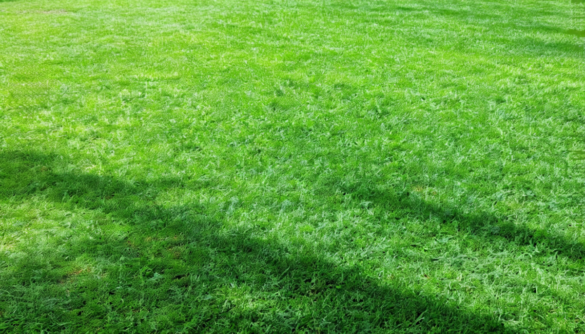 découvrez nos astuces pour épaissir votre pelouse en utilisant efficacement des engrais adaptés et obtenir un gazon dense et verdoyant toute l'année.