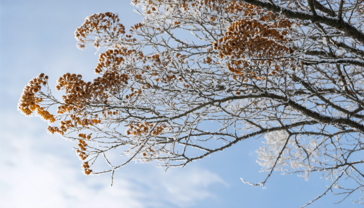 découvrez pourquoi les feuilles de votre mimosa deviennent marron et apprenez à reconnaître si cela est dû à une gelée ou à d'autres causes pour mieux protéger votre plante.